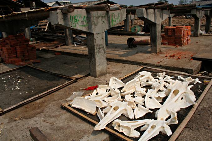 image Huesos de pescado, Jakarta, Indonesia