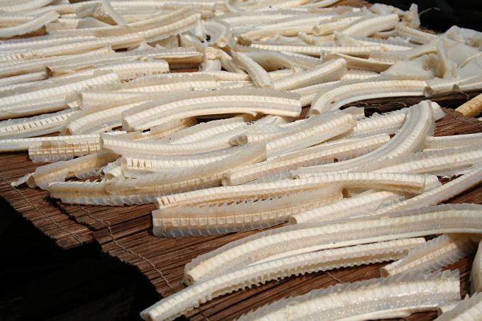 image Espinazos de pescado, Jakarta, Indonesia