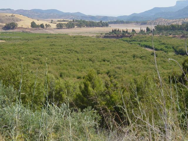image Tarayal de la cola del Embalse del Conde de Guadalhorce, Ardales, Málaga