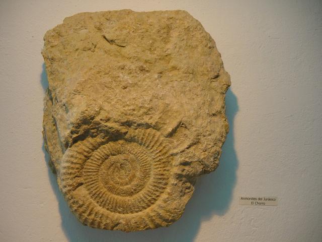 image Ammonites del periodo Jurásico de El Chorro, Museo de Historia y Tradiciones de Ardales, Málaga