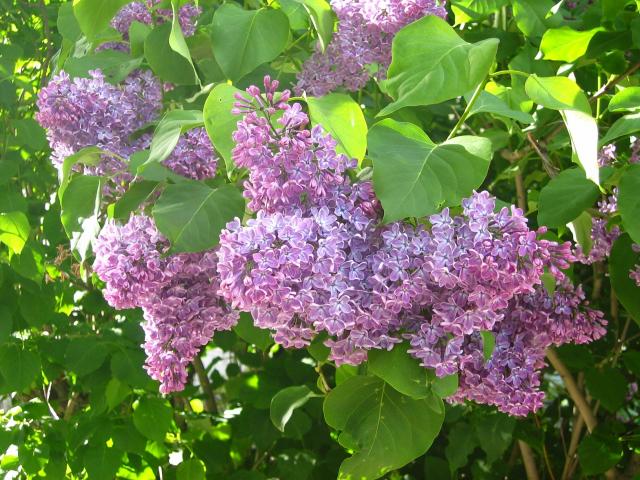 image Siringas en flor, Noruega