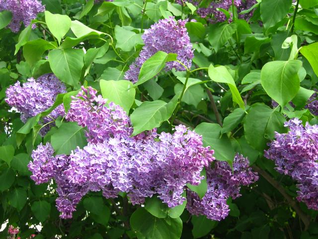 image Siringas en flor, Noruega