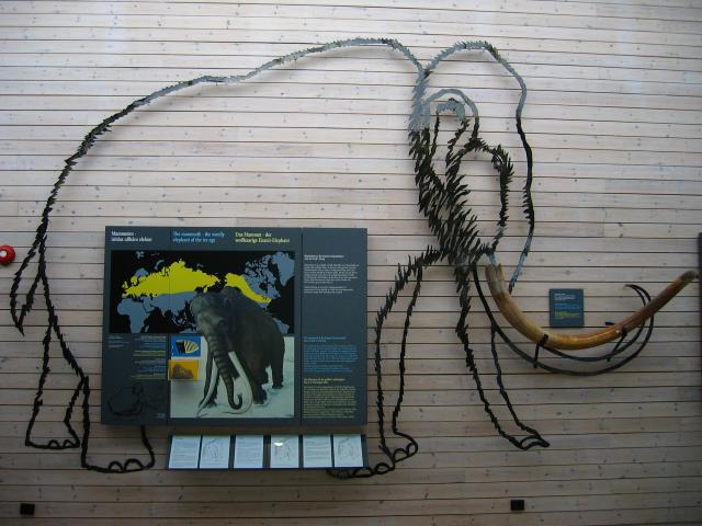image Fjaerland, colmillos de mamut en el Museo del Glaciar, Noruega