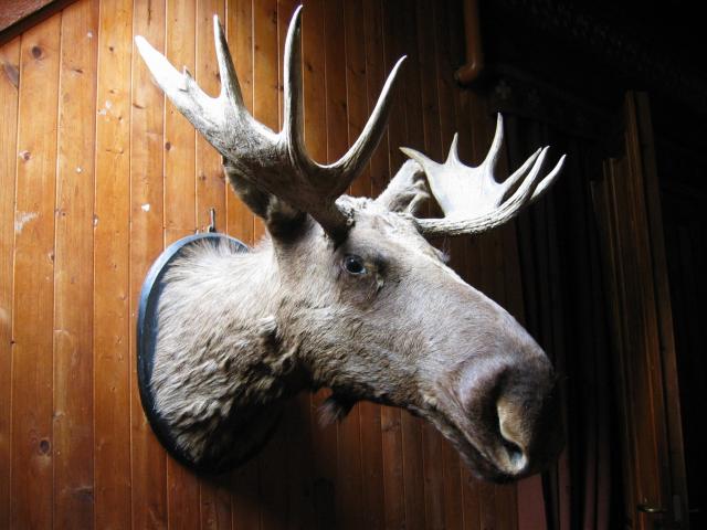 image Hotel Union, de Oye. Cabeza de alce, Noruega