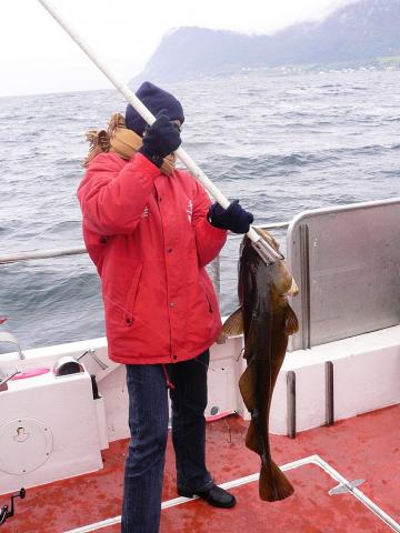 image Pesca de bacalao cerca de Aalesund, Noruega