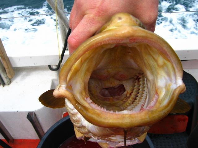 image Boca y cadenas de dientes de un bacalao, Noruega
