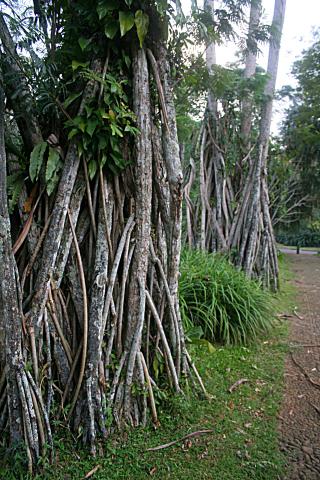 image Manglares, Jardín botánico de Java, Indonesia