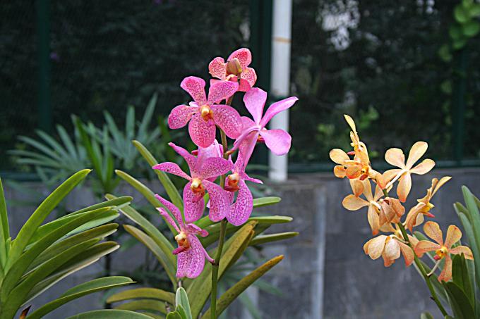 image Catleya y orquideas, Jardín botánico de Java, Indonesia