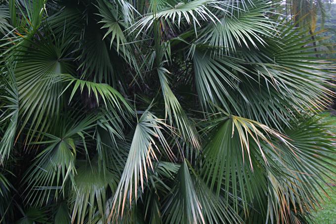 image Palmito, Jardín botánico de Java, Indonesia