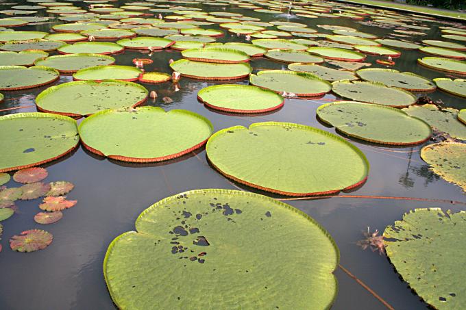 image Victoria regia nenufares, Jardín botánico de Java, Indonesia