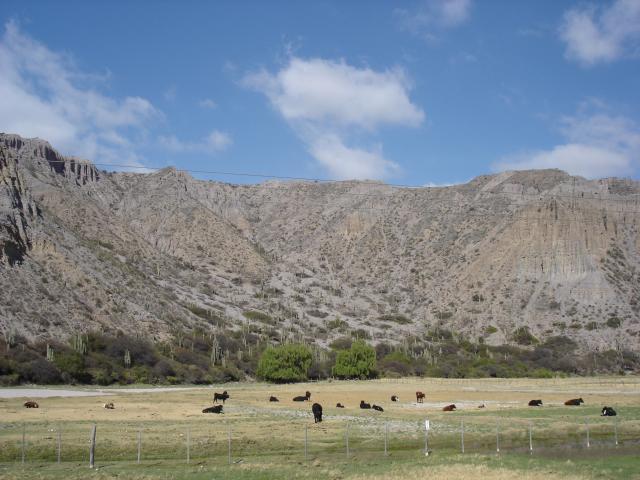 image Ganado pastando en una llanura de la Quebrada de Humauaca, Jujuy, Argentina