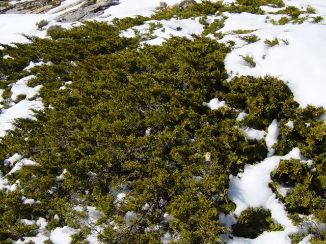 image Sabina rastrera en la Sierra de las Nieves, Málaga