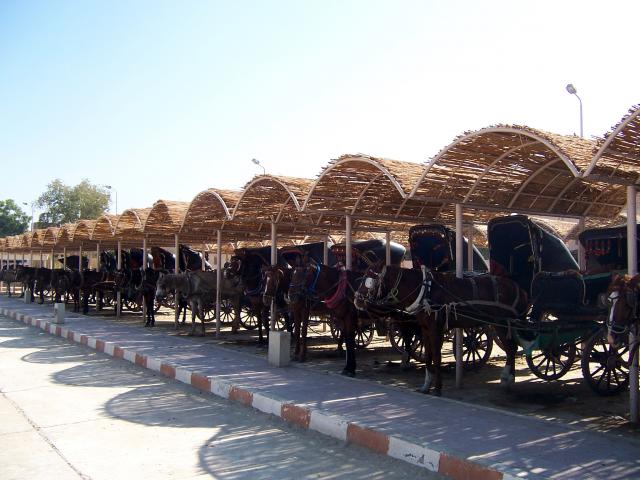 image Coches de caballos, Edfú, Egipto
