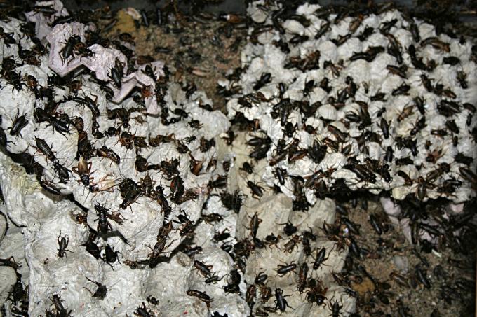 image Grillos, Jogyakarta, Indonesia