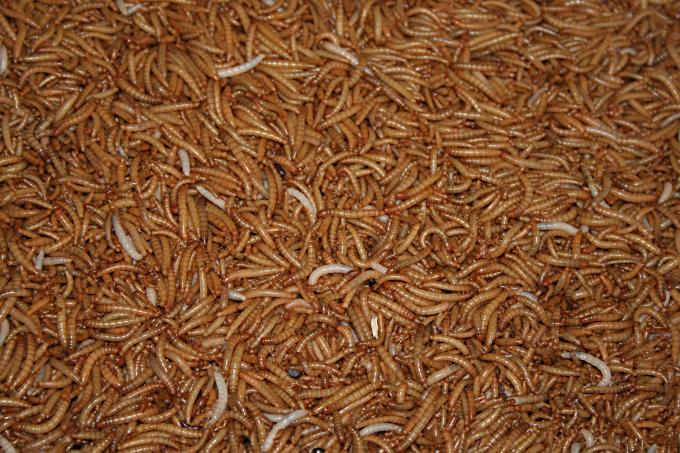 image Gusanos, Jogyakarta, Indonesia