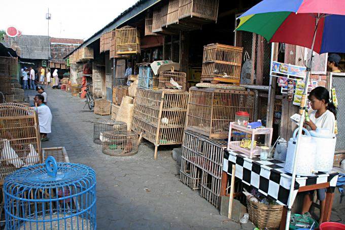 image Mercado de pájaros de Jogyakarta, Indonesia