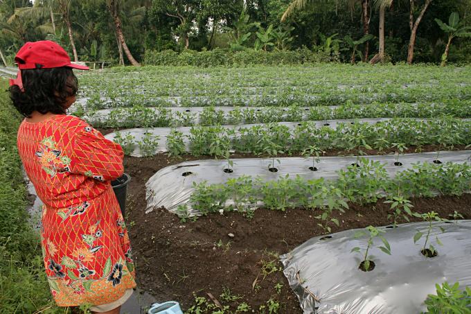 image Plantación de tomate de Jogyakarta, Indonesia