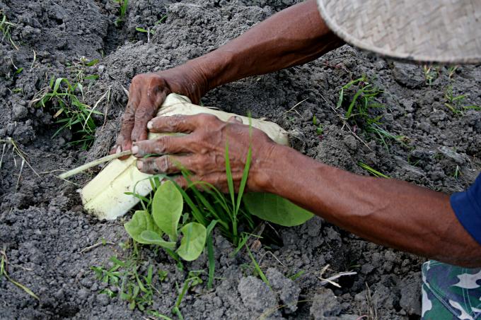 image Tabaco, Jogyakarta, Indonesia
