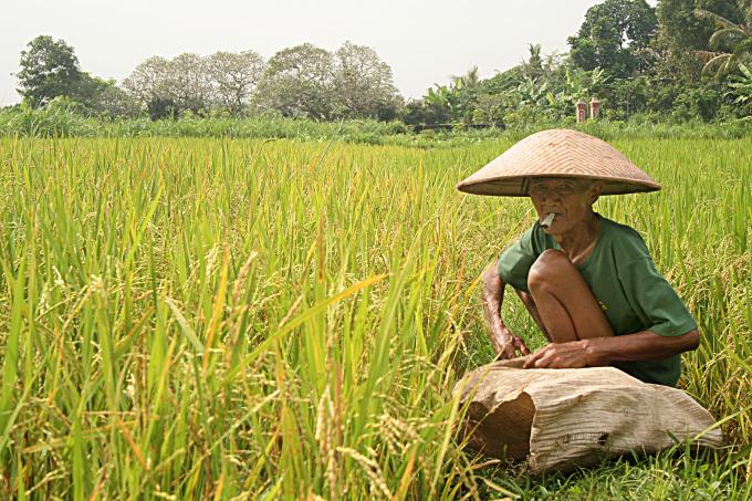 image Trabajando en los arrozales de Jogyakarta, Indonesia