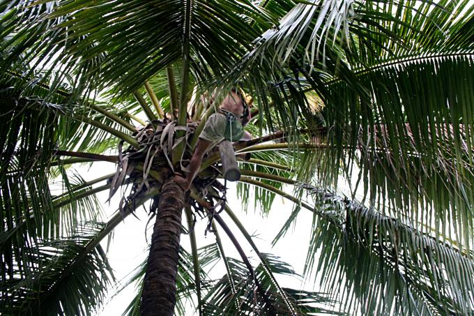 image Recolector de vino de Palma, Jogyakarta, Indonesia