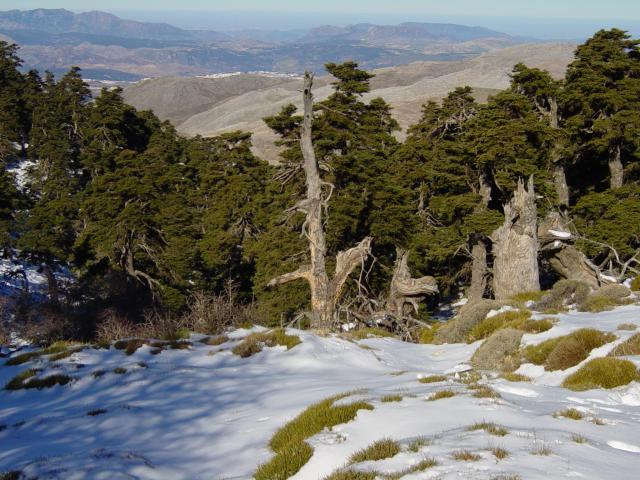 image Vistas del Pinsapar de la Cañada del Cuerno, Sierra de Las Nieves, Málaga