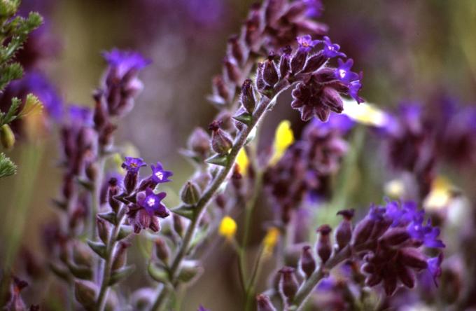 image Chupamieles (Anchusa azurea)
