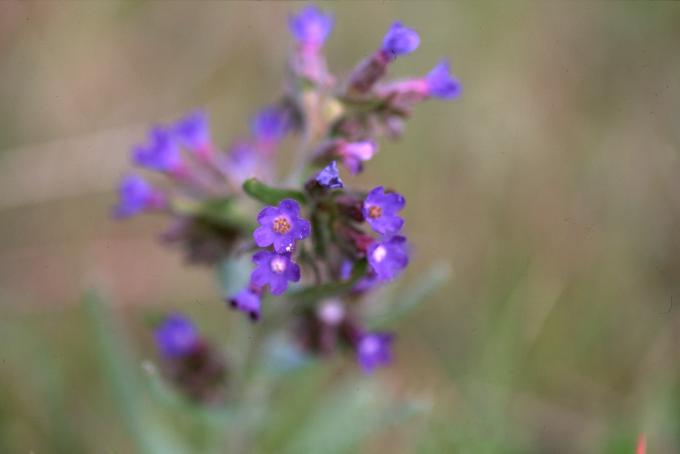 image Chupamieles (Anchusa azurea)