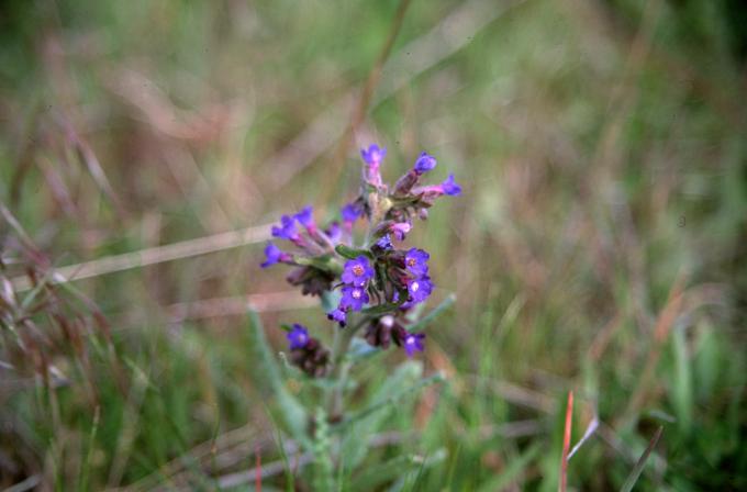 image Chupamieles (Anchusa azurea)