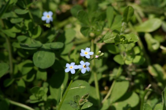 image Nomeolvides (Myosotis sp.)