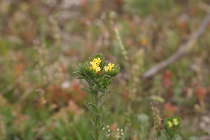 image Neatostema apulum