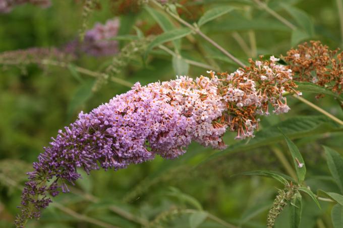 image Buddleja davidi rosa