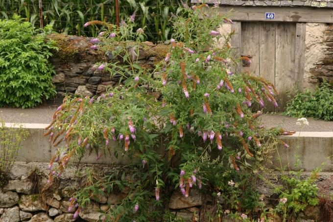 image Buddleja davidi rosa