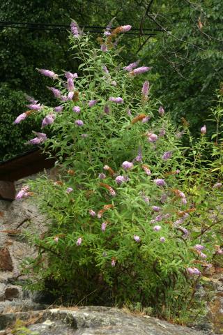 image Buddleja davidi rosa
