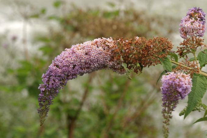 image Buddleja davidi rosa