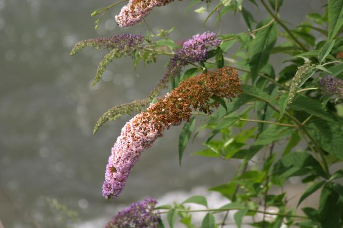 image Buddleja davidi rosa
