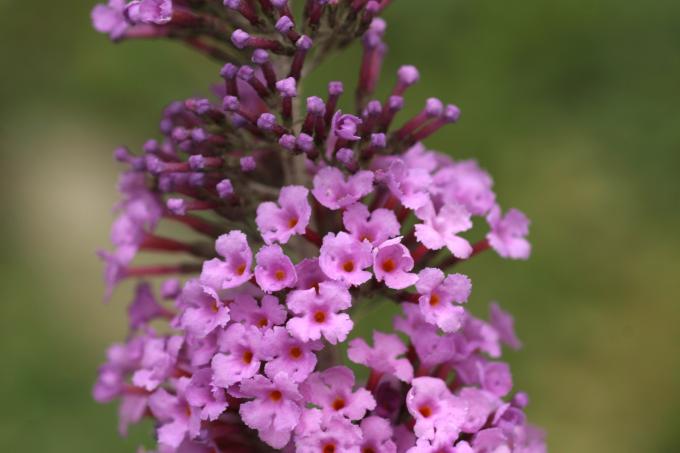 image Buddleja davidi rosa