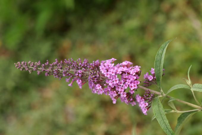 image Buddleja davidi rosa