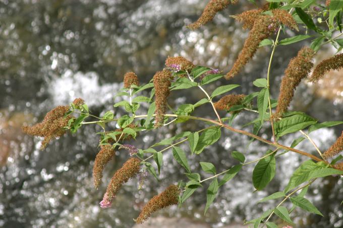 image Buddleja davidi rosa