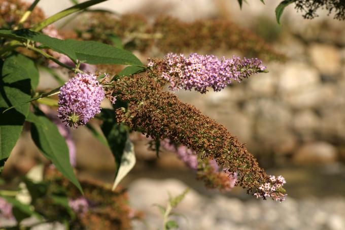image Buddleja davidi rosa