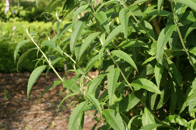 image Buddleja davidi rosa