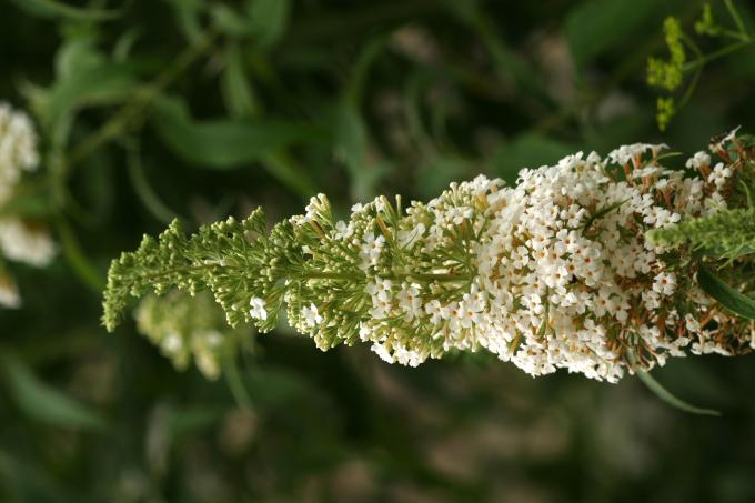 image Buddleja davidi blanca
