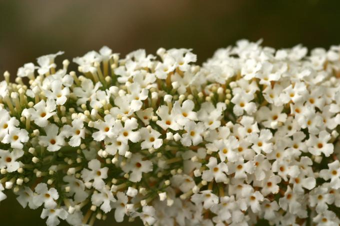 image Buddleja davidi blanca