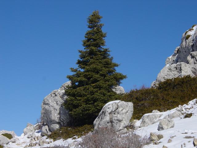 image Pinsapo, Sierra de las Nieves, Málaga
