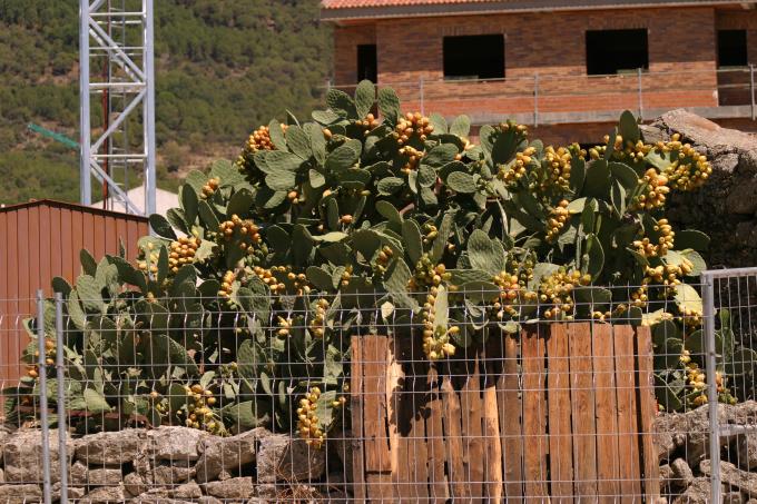 image Chumbera (Opuntia ficus-indica)