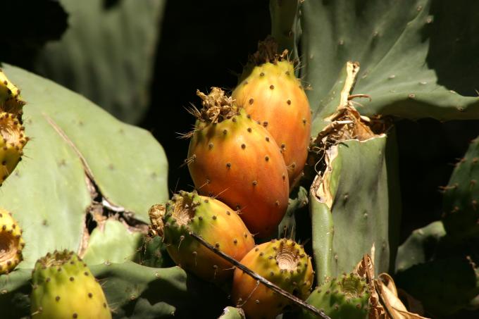 image Chumbera (Opuntia ficus-indica)
