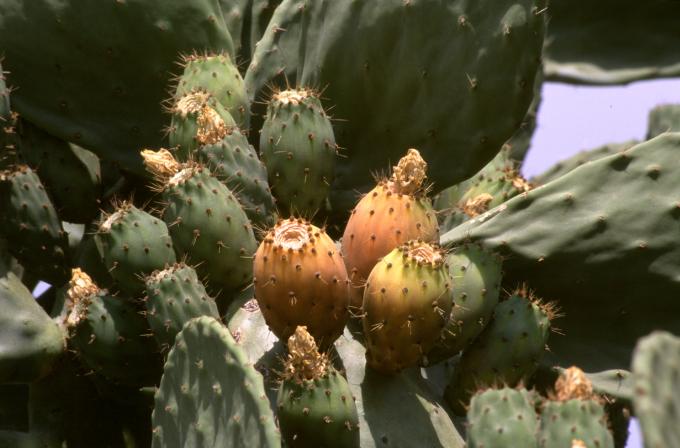 image Chumbera (Opuntia ficus-indica)