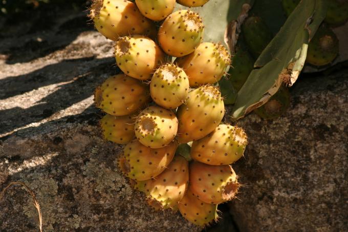 image Chumbera (Opuntia ficus-indica)