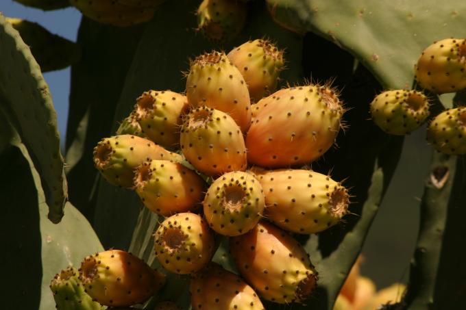image Chumbera (Opuntia ficus-indica)