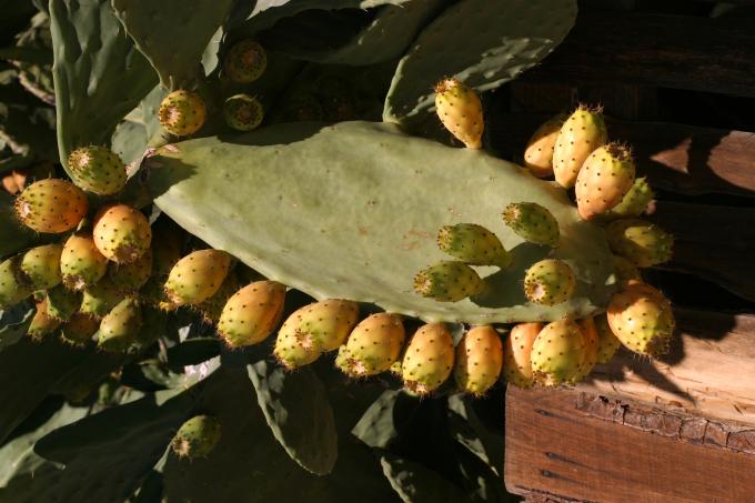 image Chumbera (Opuntia ficus-indica)