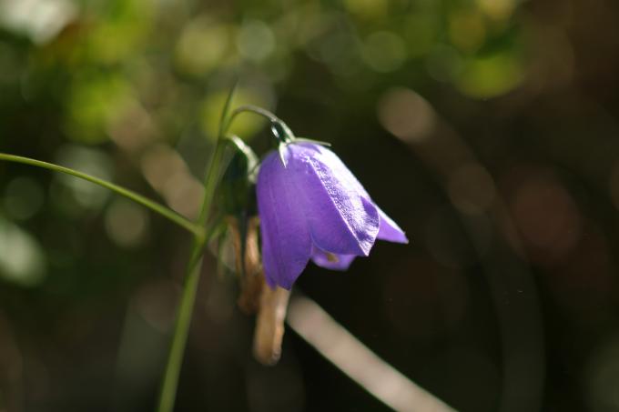 image Campanula herminii